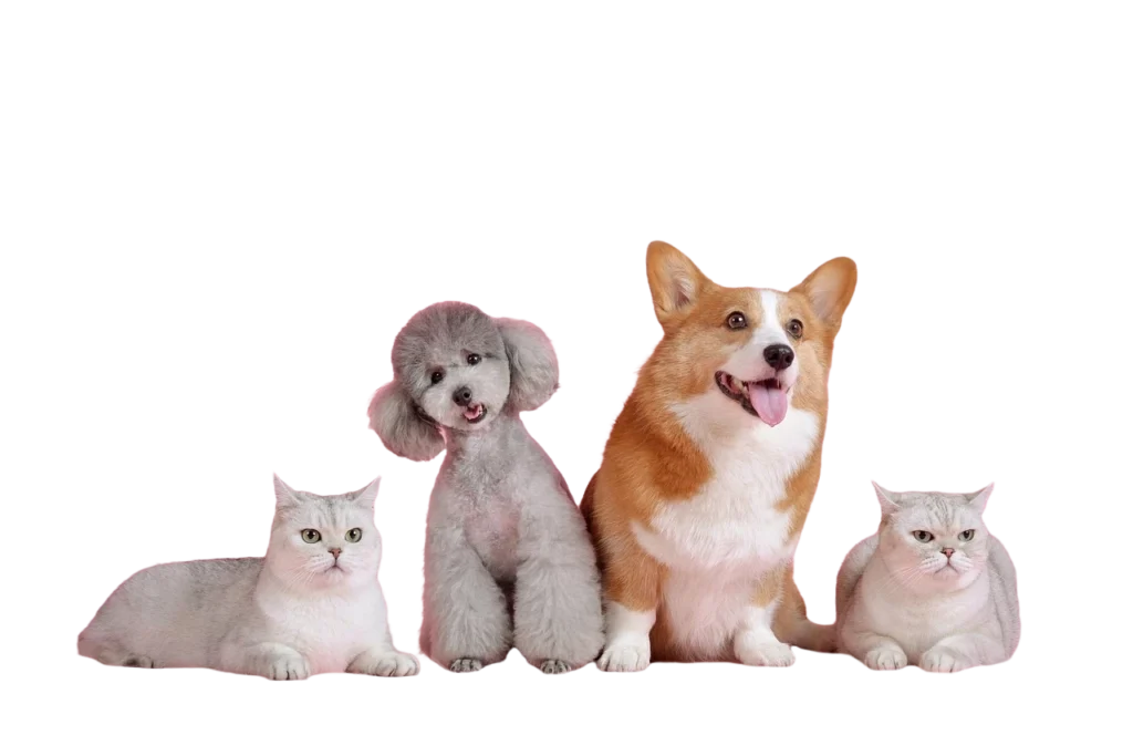 image of cats and dogs together