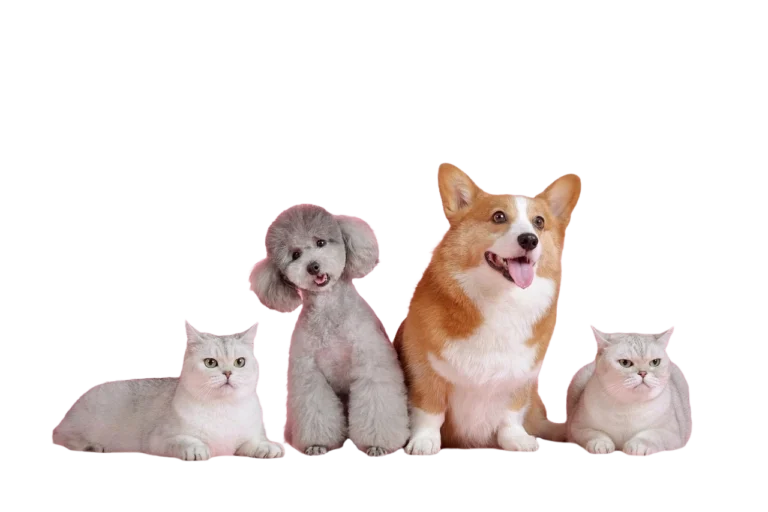 image of cats and dogs together